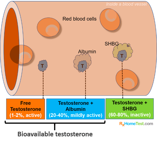 testosterone-test