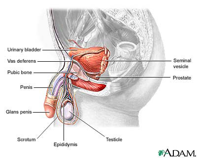 LowerKb_Male_Anatomy-reference