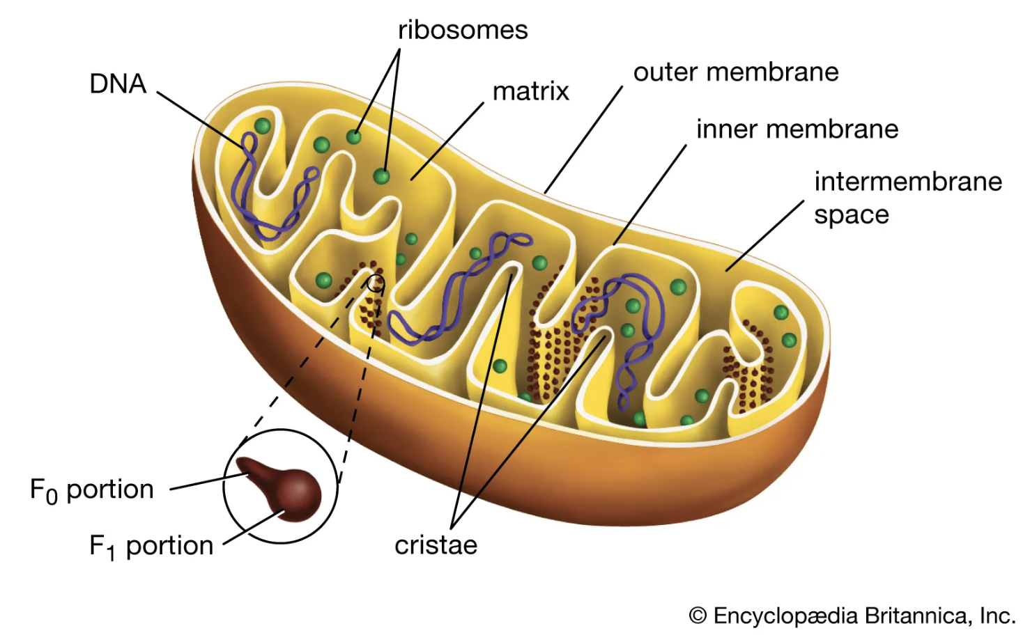 mitochondria